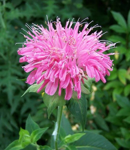 Monarda didyma 'Marshall's Delight'